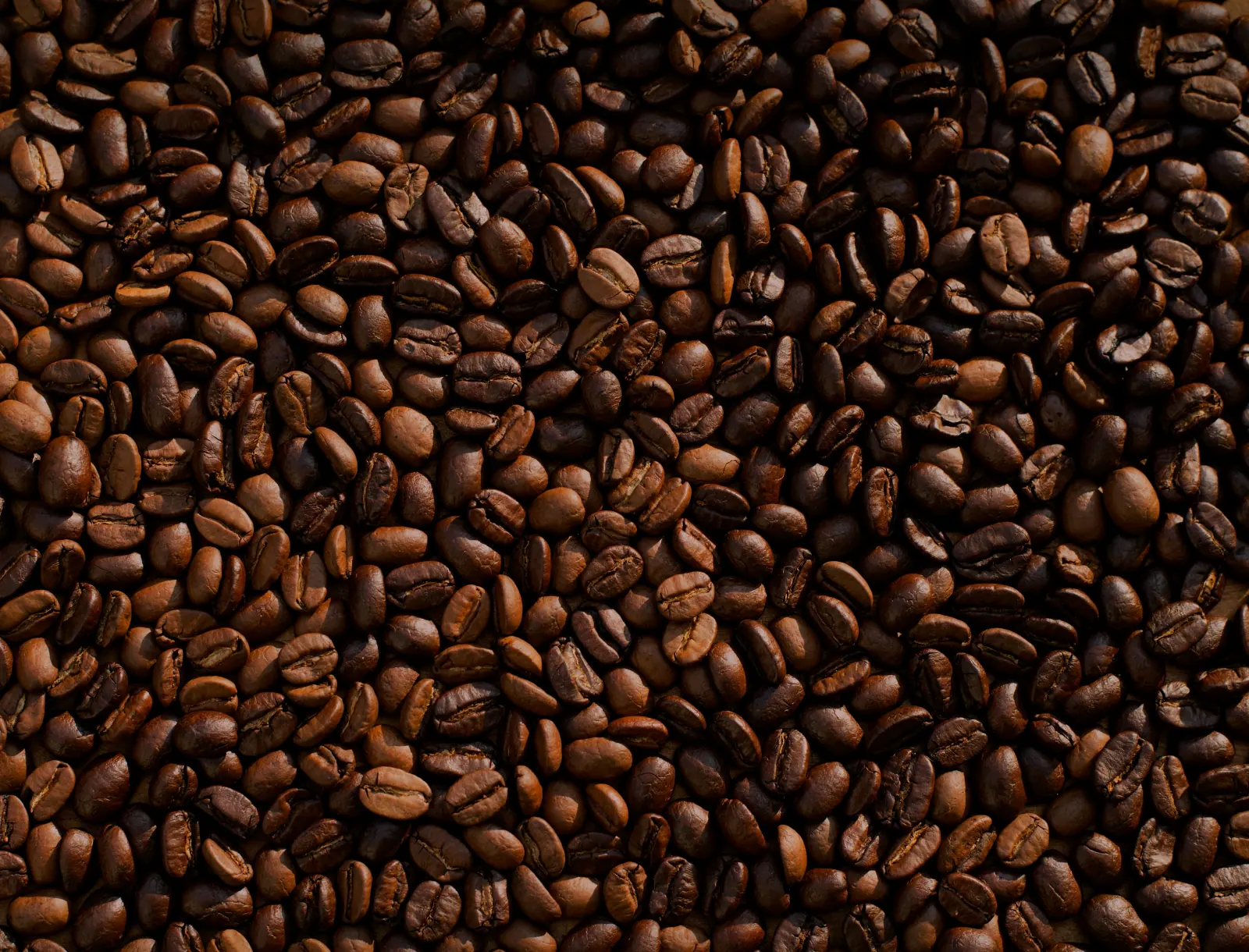 Grãos de café secando ao sol