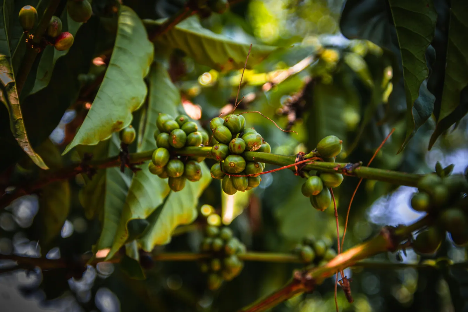 Café no pé
