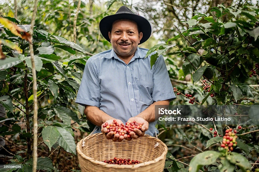 Produtor de café analisando grãos