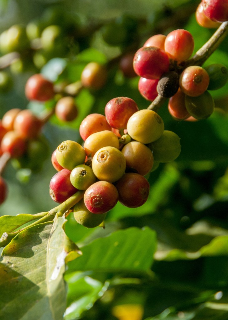 Cerejas de café maduras no pé
