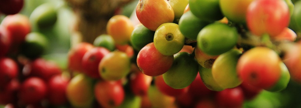 Frutos de café maduros no cafezal