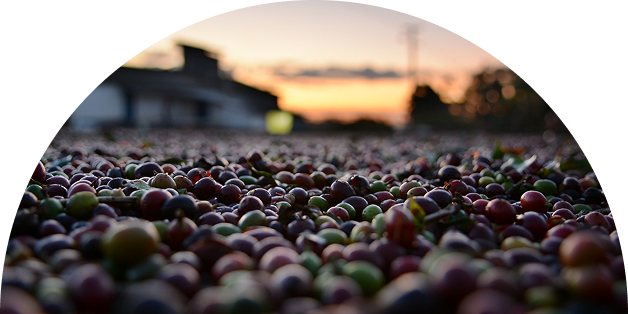 Cafezal ao pôr do sol